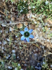 Ixia monadelpha