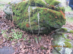 Sarcoglottis schaffneri