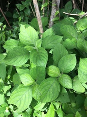 Isoglossa woodii
