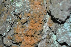 Trentepohlia