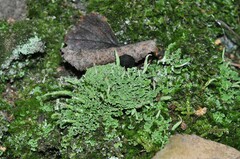 Cladonia coniocraea