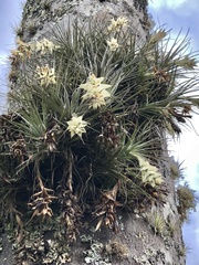 Tillandsia stricta