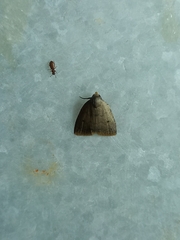 Anachrostis