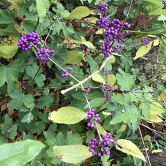 Callicarpa