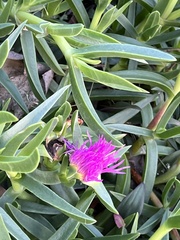 Carpobrotus dimidiatus