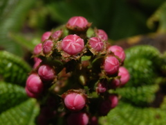 Miconia tococa