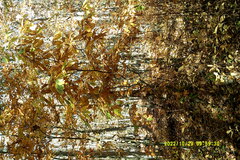 Castanea dentata