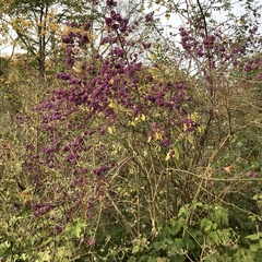 Callicarpa