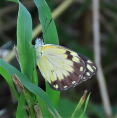 Belenois creona severina