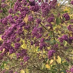 Callicarpa