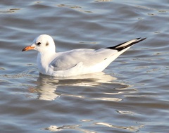 Chroicocephalus ridibundus