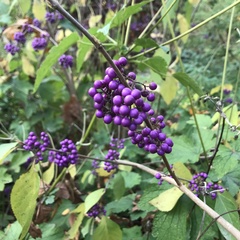 Callicarpa