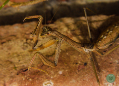 Coptopteryx gayi