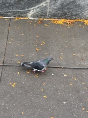 Columba livia domestica