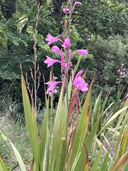 Watsonia borbonica
