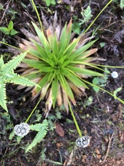 Paepalanthus