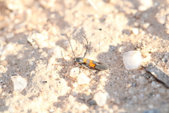 Aetole unipunctella