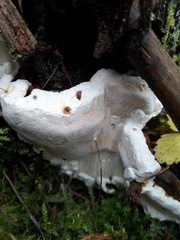 Heterobasidion annosum