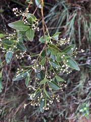 Myrcia