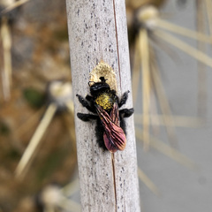 Xylocopa