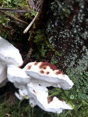 Heterobasidion annosum