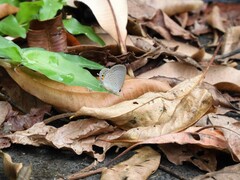 Euchrysops cnejus cnejus