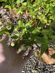 Alternanthera flavescens