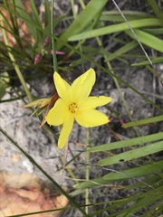 Bobartia macrospatha