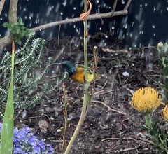 Anthobaphes violacea