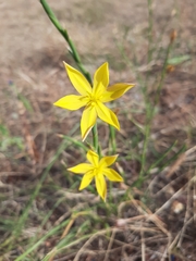 Irideae