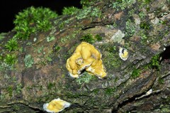 Trichoderma sulphureum