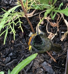 Anthobaphes violacea