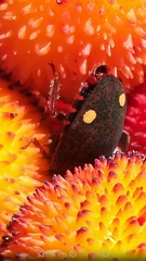 Solenosthedium bilunatum