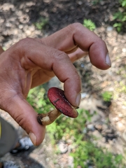 Russula rhodocephala
