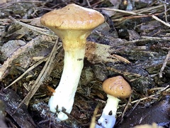 Suillus umbonatus