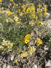 Psilostrophe tagetina