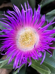 Carpobrotus dimidiatus