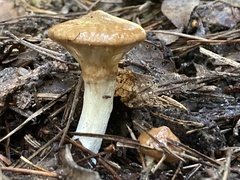 Suillus umbonatus