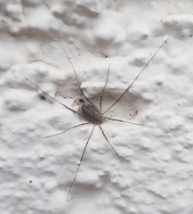 Opilio saxatilis