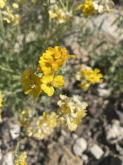 Psilostrophe tagetina