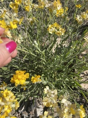 Psilostrophe tagetina