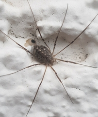 Opilio saxatilis