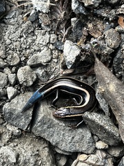 Plestiodon skiltonianus