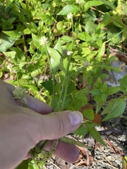 Alternanthera flavescens