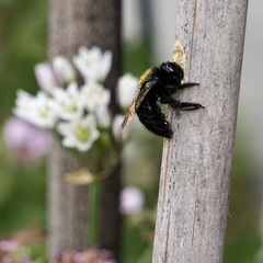 Xylocopa