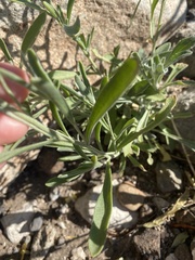 Psilostrophe tagetina