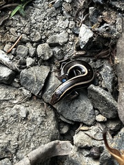 Plestiodon skiltonianus