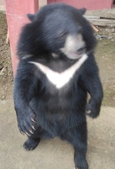 Ursus thibetanus thibetanus