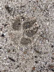 Chrysocyon brachyurus