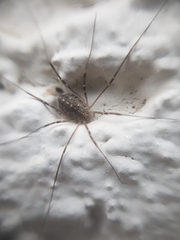 Opilio saxatilis
